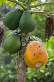 Image result for Caricaceae