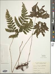 Image result for Triplophyllum