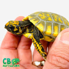 If this is the case for your order we will contact you for the $20.00 fee and schedule the vet appointment. Yellow Foot Tortoise For Sale Online Yellow Footed Tortoises For Sale Near Me