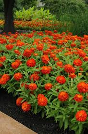 Le zinnia profusion double fire produit des centaines de fleurs très doubles, larges de 5 cm, d'un orange flamboyant qui attire tous les regards. Zinnia Double Zahara Fire All America Selections
