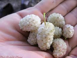Home/plants/fruit trees/fruiting mulberry trees/persian fruiting mulberry. Complimentary Berries Persian Food Berries White Mulberry