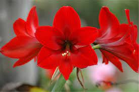 15 Flowers In Season In December Amaryllis Flowers Red Amaryllis 15 Flowers