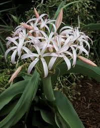 Image result for Crinum buphanoides