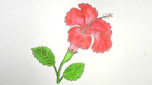 Check spelling or type a new query. Draw A Hibiscus Flower Novocom Top