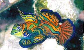 5 Pesci Di Straordinaria Bellezza Best5 It Pesce Colorato Acquari Pesci Animali Belli