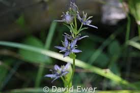 Image result for Swertia erosula