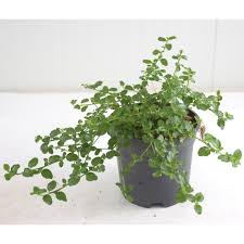 Fiorellini a grappolo ancora chiusi. Vendita Pianta Ceanothus Repens Piante Da Cespuglio Mondo Piante