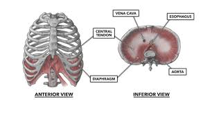 Anatomically, our chest has ten breathing will cause expansion of the rib cage where the muscles are attached, so if the person who has pulled muscle inhales deeply, it will stretch the. Crossfit Thoracic Muscles Part 2