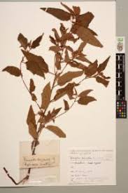 Image result for Triumfetta tomentosa