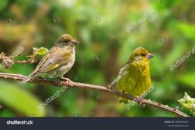 Image result for Trachyandra burkei