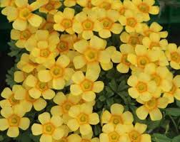 Image result for Oxalis oligotricha