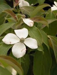 Image result for Cornaceae