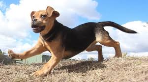 Image result for puggle