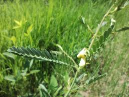 Image result for Aeschynomene sp. E