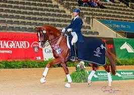 Qredit Hilltop Farm Inc Dressage Stallion Horses