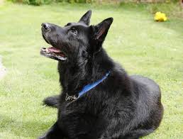 Black And Cream German Shepherd Puppy Portrait Of An Elderly Black German Shepherd Dog With Blue Collar German Shepherd Colors Black German Shepherd German Shepherd Dogs