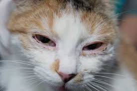 Cats have a third eyelid, the nictitating membrane, which is a thin cover that closes from the side and appears when the cat's eyelid opens. My Cat S Eyes Are Swollen And Teary Manorswood Veterinary Clinic