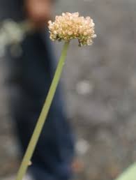 Image result for Lecanthus peduncularis