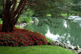 Top 10 Shade Plants For North Houston Kingwood Garden Center