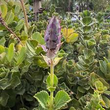 Image result for Coleus caninus