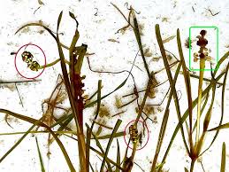 Image result for Stuckenia