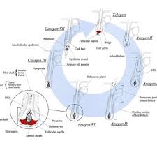 Pdf Functional Anatomy Of The Hair Follicle The Secondary Hair Germ