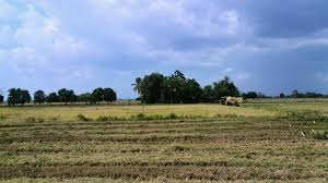 Lihat gambar di pemandangan sawah padi di kedah sahaja dah rasa nak pergi kesana! Namakucella Sawah Padi Di Belakang Rumah