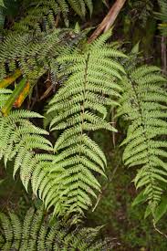 Image result for Deparia