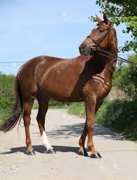 Palomino horse with long blond male run. Nice Brown Horse With White Star On Head Standing In Nature Stock Photo Picture And Royalty Free Image Image 29446302