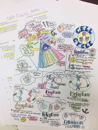 Isolation of animal material explants. A Sample Unit Plan Using Sketch Notes Cellular Molecular Biology Cell Size Chromosomes Cell Cycle Meiosis Edgy Instruction