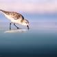 Introduction to Shorebird Photography with Will event image