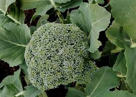 Cut the stalk at a point where it emerges from a set of leaves. Broccoli Varieties 20 Types Of Broccoli You Can Grow Gardening Chores
