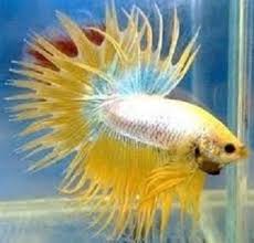 Bisnis ikan cupang dilakukan dengan membudidayakan ikan cupang, menyortir anakan ikan cupang berkualitas baik dan menjualnya ke berbagai tempat. Cara Budidaya Ikan Cupang Hias Yang Indah Betta Ikan Cupang Ikan Tropis