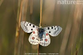 Image result for Parnassius apollo
