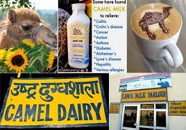 I am interested in buying 1000 kilograms. Is Camel Milk The Answer You May Not Heard Diabetes India