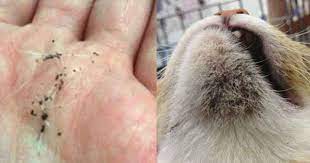 貓咪長粉刺 貓黑下巴怎麼辦 幾個方法教你輕鬆解決 愛貓誌 hamster