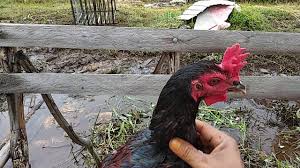 Gambar ayam ninja hd download now jenis jenis ayam petarung trah ninj. Ayam Pama Iq Bl Ninja Usia 4 5 Bulan Youtube
