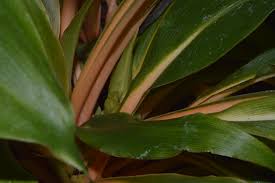 Image result for Chlorophytum filipendulum