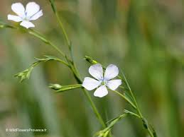 Image result for Linum