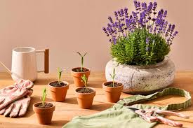 Image result for lavender cuttings