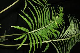 Image result for Blechnaceae