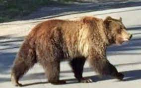 It really goes back to orlando coming in, getting two first overall picks, and owners being really you can understand why they call him big country. Grizzly Spotted In Whistler Cay Pique Newsmagazine