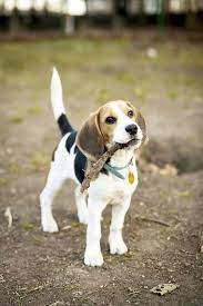 Check spelling or type a new query. Jack Russell Terrier Beagle Mix Petsidi
