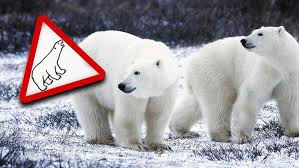 Eine dokumentation über die abgelegene russische insel nowaja zemlya (neues land), atombombenexperimente während. Notstand Ausgerufen Eisbaren Bedrohen Russische Insel Wetter Com