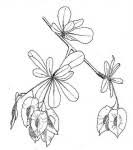 Image result for Terminalia stuhlmannii