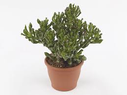 Image result for Crassula maputensis