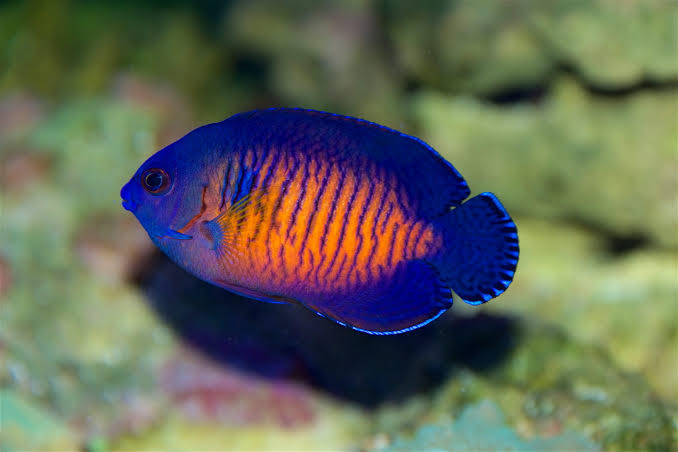 Coral Beauty Angelfish | HeldeReef Aquatics