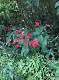 Image result for Ruellia brevifolia