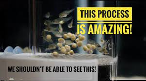 A Beautiful Process From Cichlid Eggs To Cichlid Fish In 24 Days Youtube