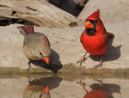 Grey Birds That Look Like Cardinals Northern Cardinals Northern Cardinal Cardinals Backyard Birds